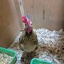 Serama Roosters Image 6