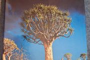 Thomas Pakenham / In Search of Remarkable Trees / 1st edition/ 2007