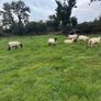 20 organic ewe Hoggets Image 3