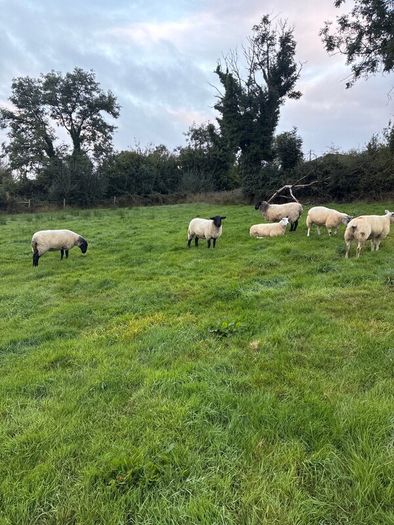 20 organic ewe Hoggets