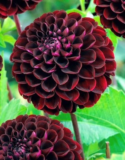 Premium Dhalia SALE