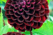 Premium Dhalia SALE