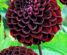 Premium Dhalia SALE
