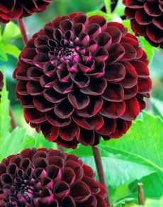 Premium Dhalia SALE