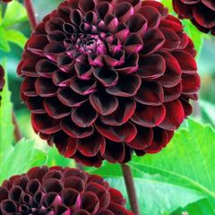 Premium Dhalia SALE