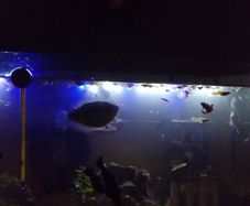 Fish guppies 1e each