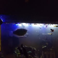 Fish guppies 1e each