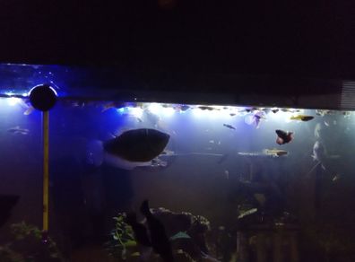Fish guppies 1e each