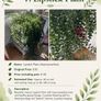 Premium Indoor plants with decorative pots Image 6