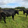 12 angus bullocks 450 -460kg Image 4