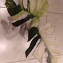 Monstera Mint big leaves Image 3