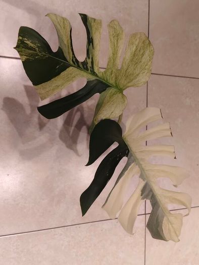 Monstera Mint big leaves