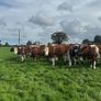 Incalf heifers Image 5
