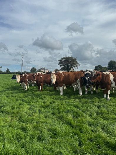 Incalf heifers