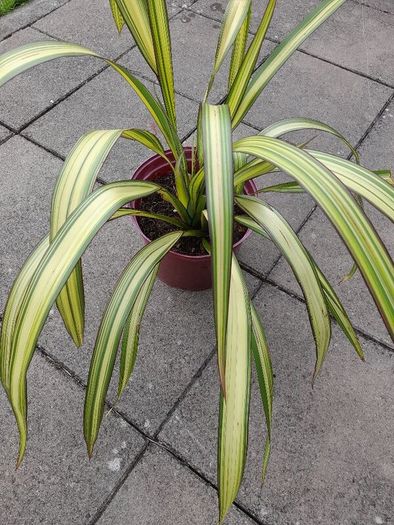 Trees and Plants