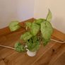 plant and pot Image 2