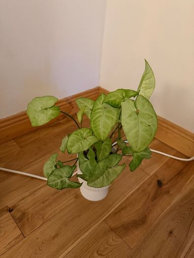 plant and pot