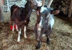 goats