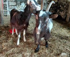goats
