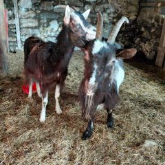 goats