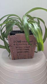 Healthy Spider Plant in Decorative Pot - Galway - Pickup Only