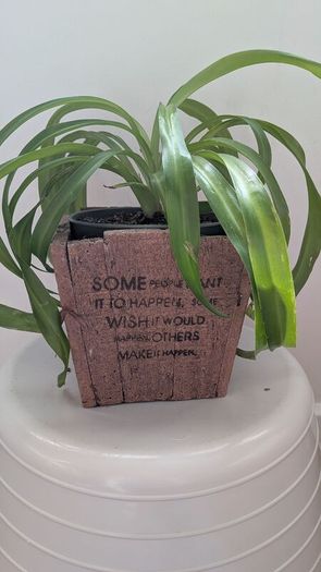 Healthy Spider Plant in Decorative Pot - Galway - Pickup Only