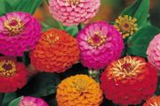 (Z) Zinnia Liliput Formula seeds 1g (approx. 150 seeds)