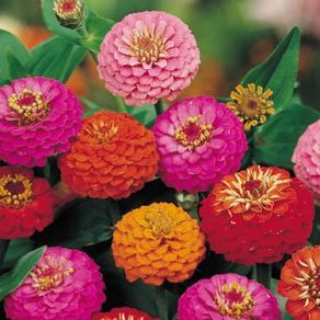 (Z) Zinnia Liliput Formula seeds 1g (approx. 150 seeds)