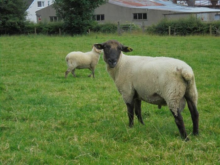 Teaser Rams    For Hire ..... Hire Available !!