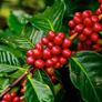 (C) Coffee Arabica seeds (445817) Image 5