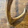 Vintage Deer Antler Image 2
