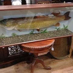 Fish big
