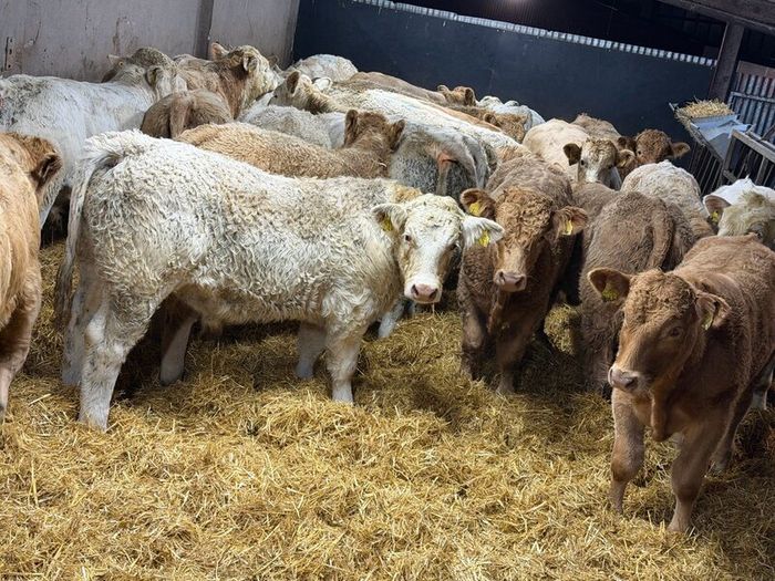 Charolais Weanlings