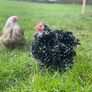 pekin day old chicks Image 2