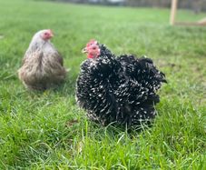 Pekin hatching eggs