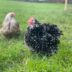 Pekin hatching eggs