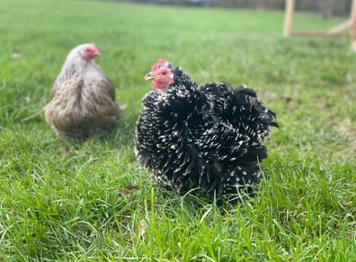 Pekin hatching eggs
