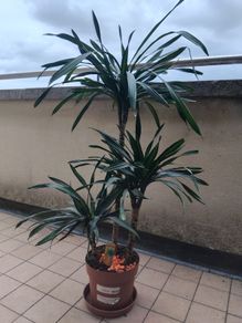 Plant