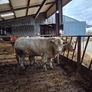 Bulls Image 6