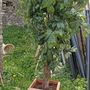 Pair of Artificial ornamentental Trees