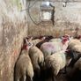 50 super ewe lambs Image 10