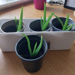 Aloe vera pups