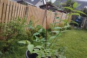 Plant