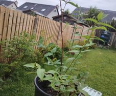 Plant