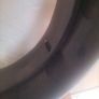 Bodhran Image 5