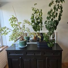 FREE Solid Wood Side Dresser