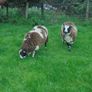 Dutch Spotted Ram Lambs, Spotted Dutch Image 3