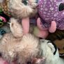 beanie boos Image 8