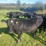Bull runners Image 3