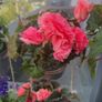 begonia Image 3